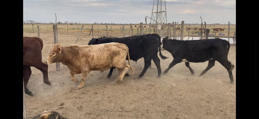 Lote 21 Terneros Cruzas en Col. Mauá, Santa Fe