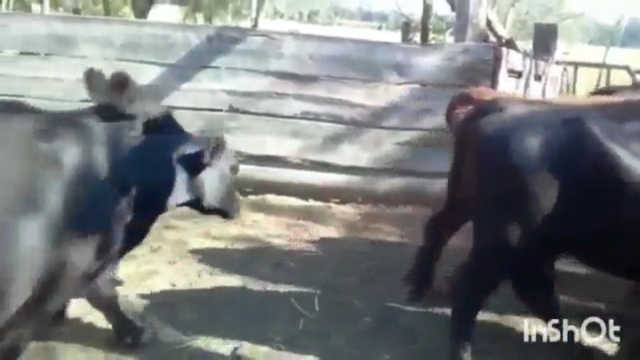 Lote 40 Vacas CUT con cría en Federación, Entre Ríos