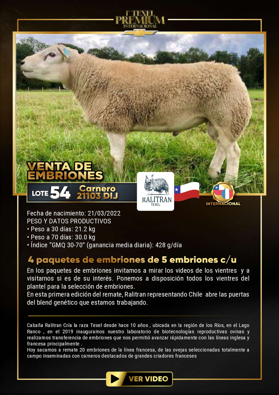 Lote VENTA DE EMBRIONES