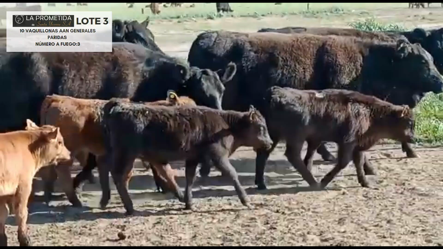 Lote "LA PROMETIDA DE SANTA YVONE" 10 vaquillonas AAN Generales Paridas