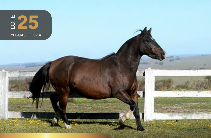 Lote Aquerenciada Zafrera