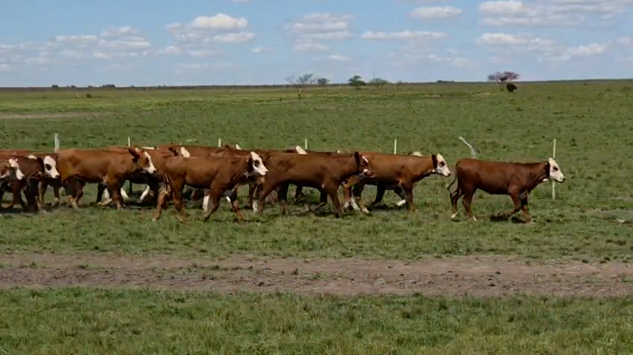 Lote 110 Terneras