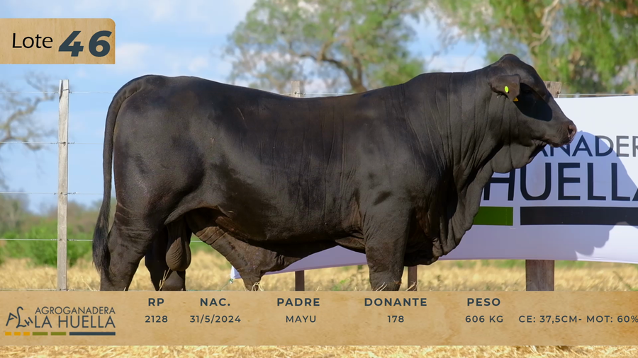 Lote LOTE 46