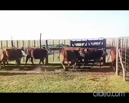 Lote 83 Vacas en Jovita, Córdoba