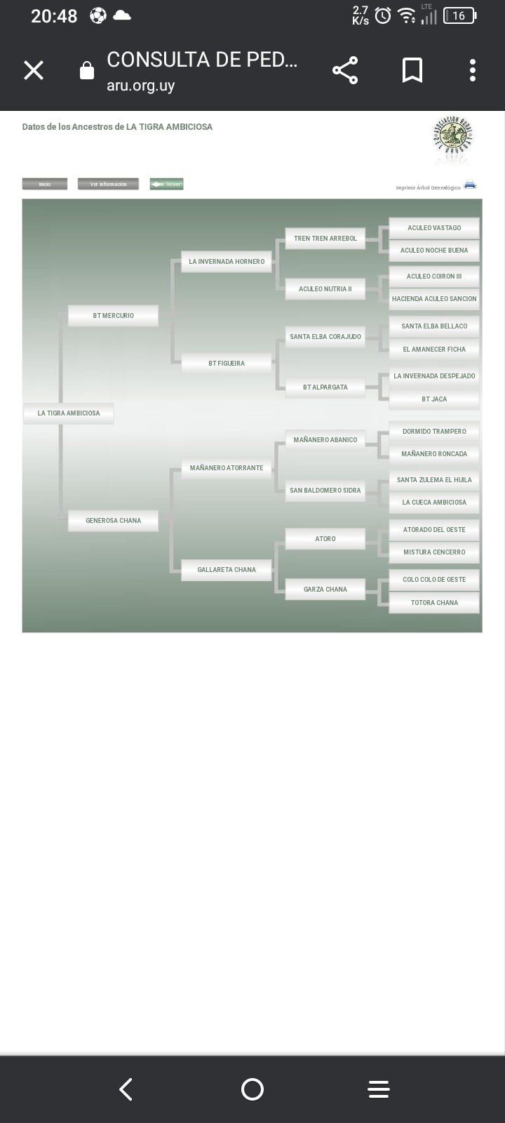 Lote LA TIGRA AMBICIOSA