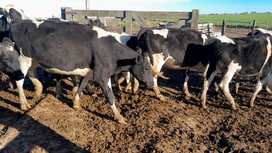 Lote 20 Vaquillonas Holando Argentino p/ entorar en Col. 10 de Julio, Córdoba