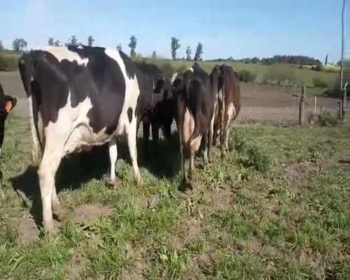 Lote Vacas