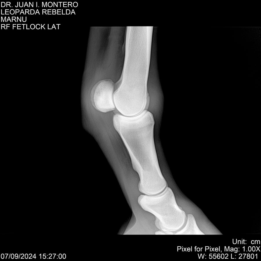 Lote LEOPARDA REBELDE