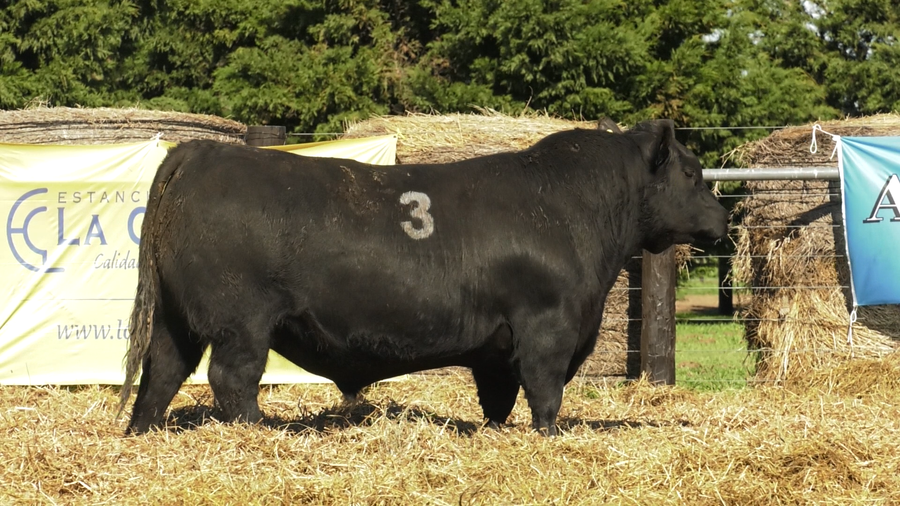 Lote TOROS ANGUS PURO CONTROLADO