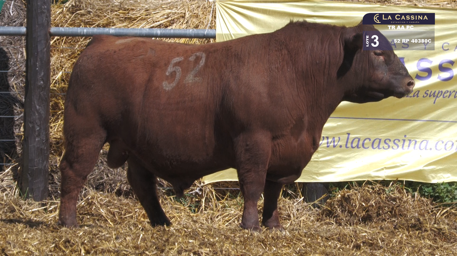 Lote TOROS ANGUS PURO CONTROLADO