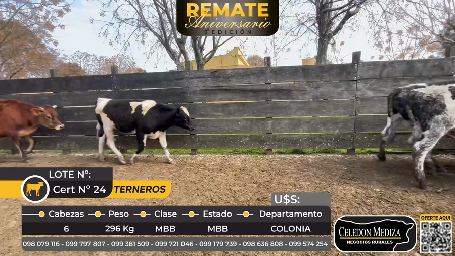 Lote 6 Terneros en Paso Antolín, Colonia