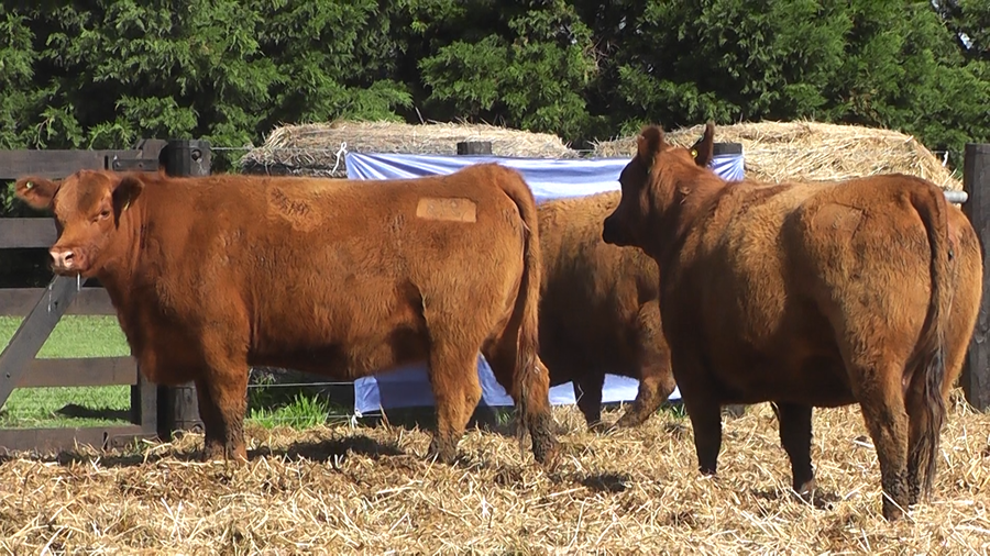 Lote VACAS PREÑADAS PARICION PRIMAVERA COLORADAS