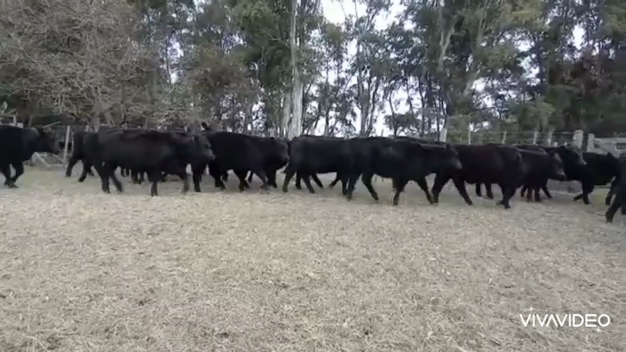 Lote 70 Terneras en Tapalqué, Buenos Aires