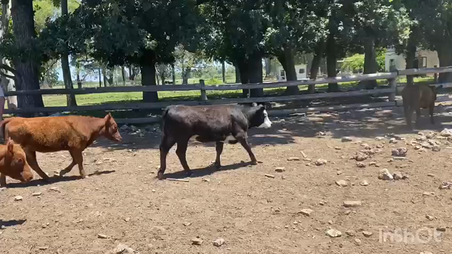 Lote 130 Terneros/as en Brandsen, Buenos Aires