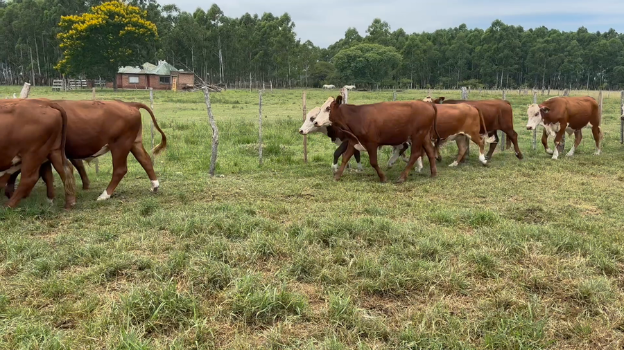 Lote 49 Novillitos