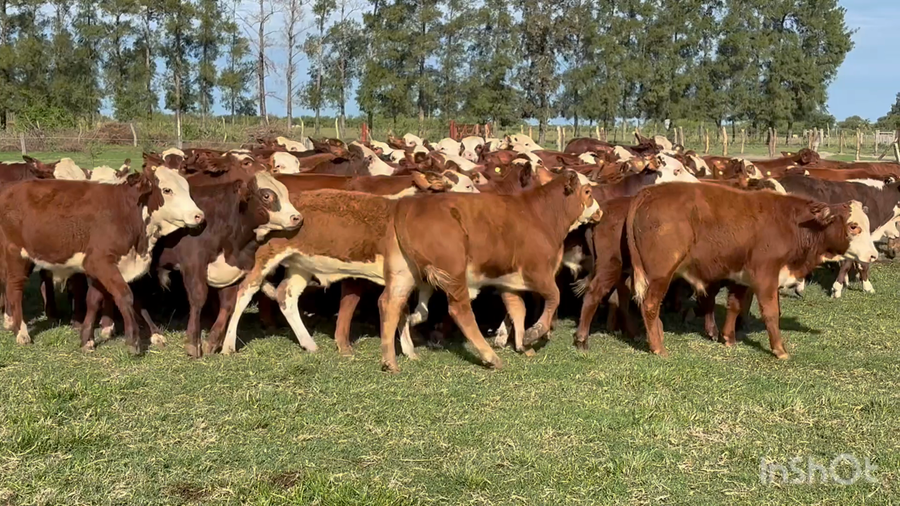 Lote 115 Terneros en Corrientes, Perugorría