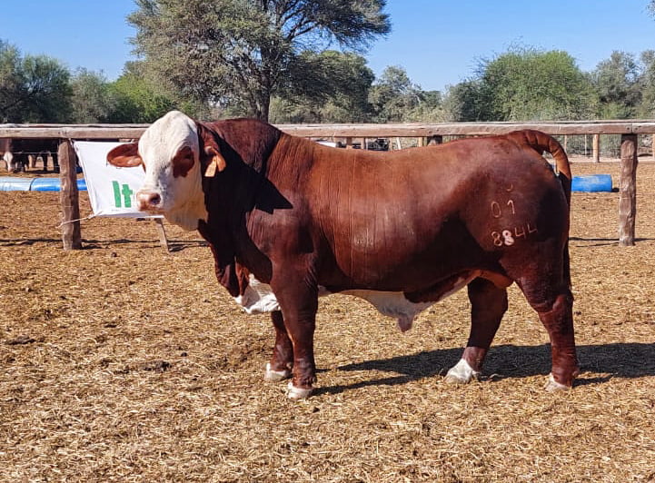 Lote LOTE 53