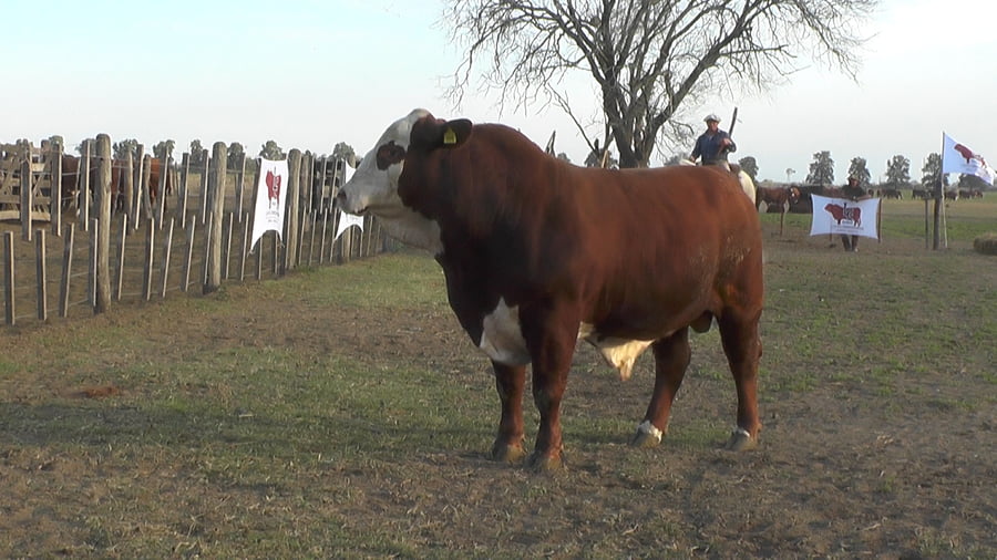 Lote TORO BRAFORD