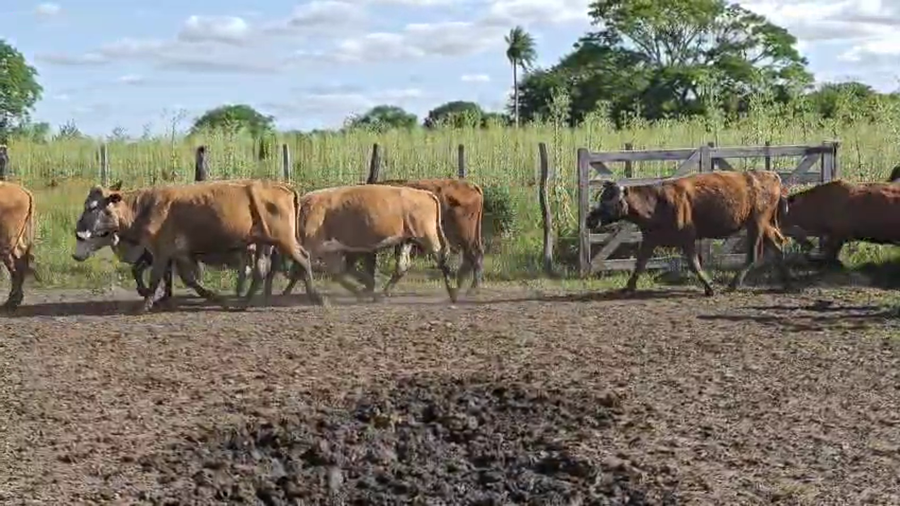 Lote 45 Vacas de invernar en Corrientes, San Luis del Palmar