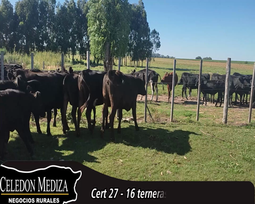 Lote (Vendido)16 Terneras 10 AA XHO,  3 AA,  2 KIWI X AA,  1 NO X AA a remate en 14 remate por pantalla - Celedón 265kg - , Colonia
