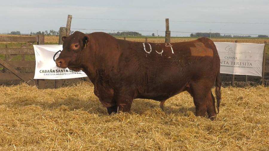 Lote Toros PC Colorados