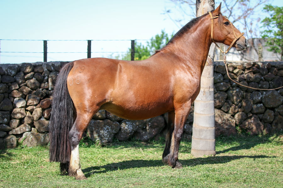 Lote Tiento Provinciana
