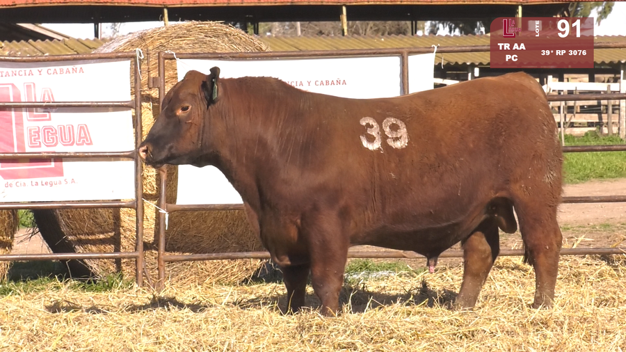 Lote TOROS ANGUS COLORADOS  PC