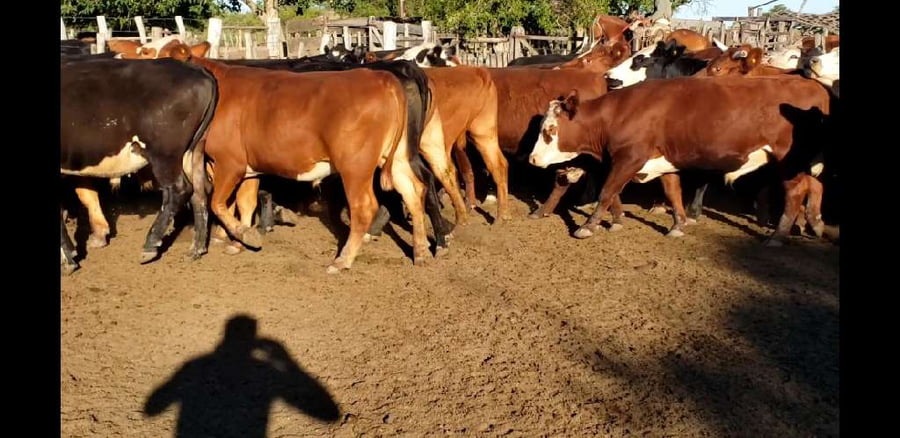 Lote 50 Novillos en Villaguay, Entre Ríos