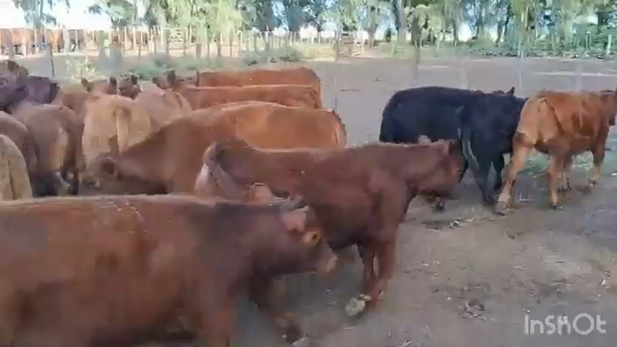 Lote 89 Terneros/as