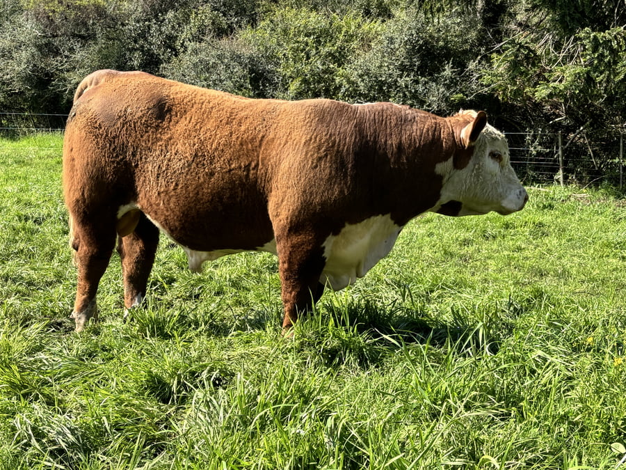 Lote 3 Toros Polled Hereford a remate en Alianza Angus, Treinta y Tres