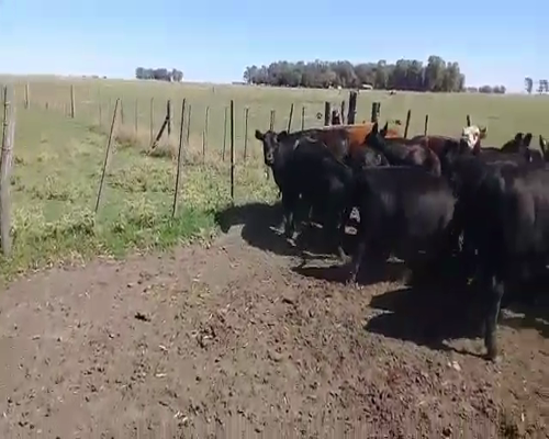 Lote 26 Terneros/as en Benito Juárez, Buenos Aires