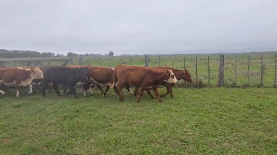 Lote 48 Terneras