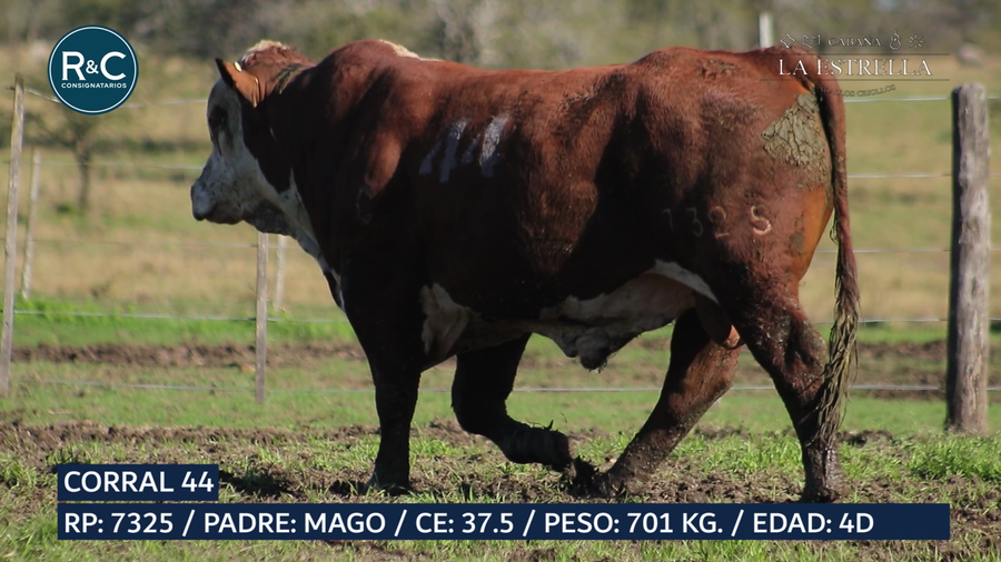 Lote Toro Braford