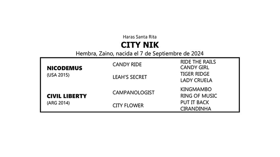 Lote CITY NIK