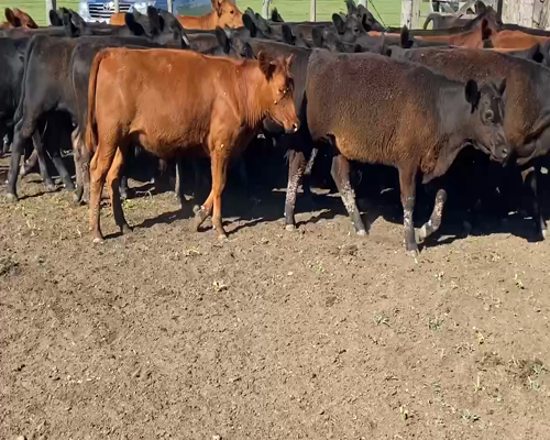 Lote 60 Terneros en Villaguay, Entre Ríos