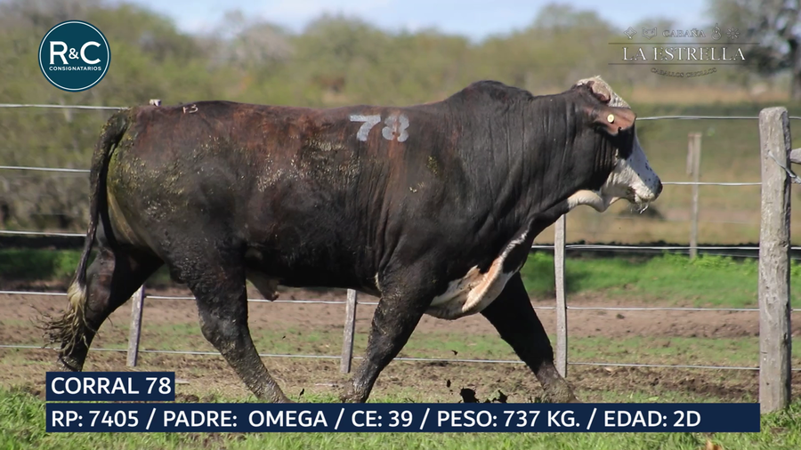 Lote Toro Media sangre
