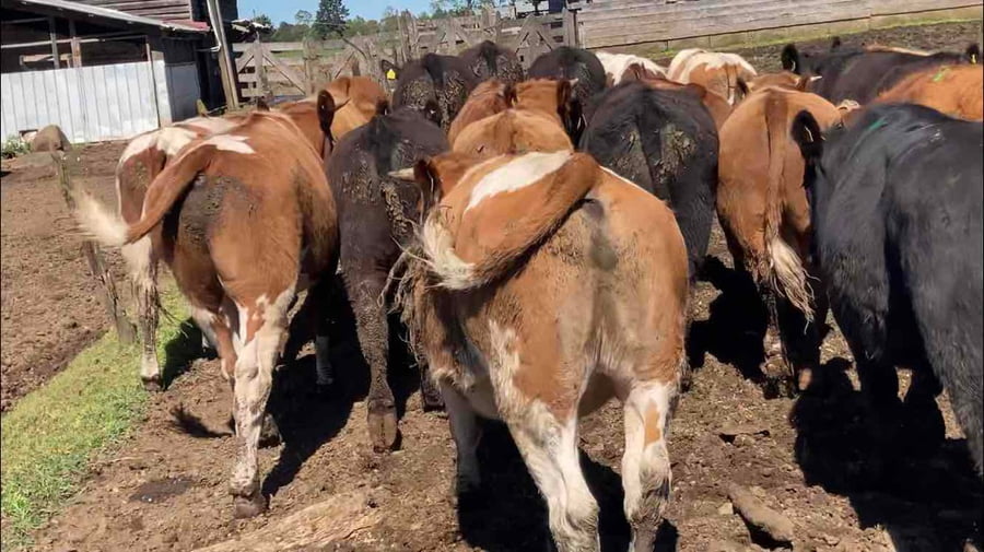 Lote 25 Novillo Engorda en  Frutillar, X Región Los Lagos