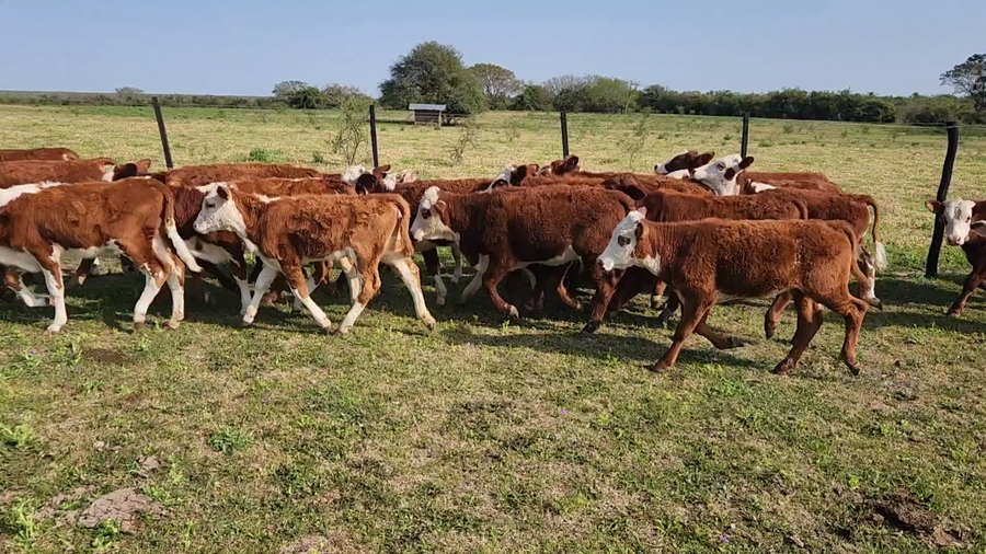 Lote 85 Terneros/as en Perugorría, Corrientes