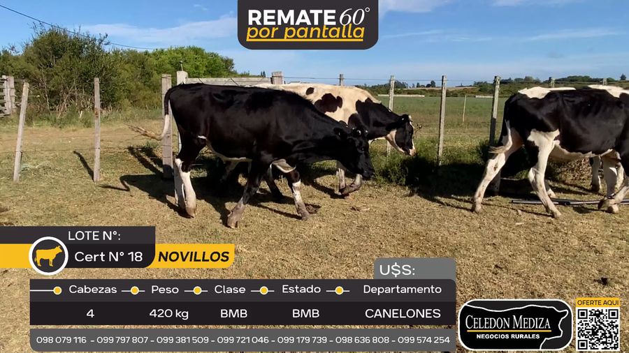 Lote 4 Novillos Holando en Otra Localidad, Canelones