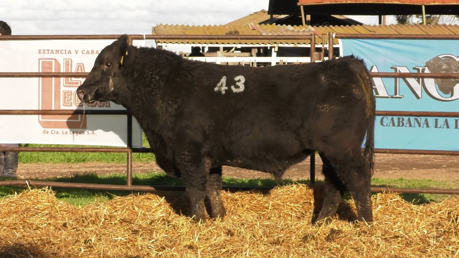Lote TOROS ANGUS NEGROS PC