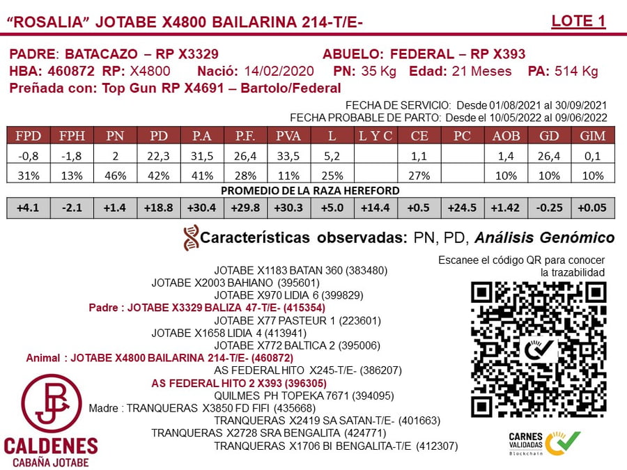 Lote VAQUILLONAS PREÑADAS PURAS DE PEDIGREE POLLED HEREFORD