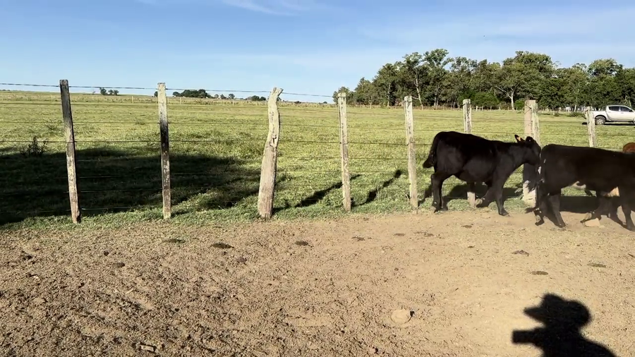 Lote TERNERAS