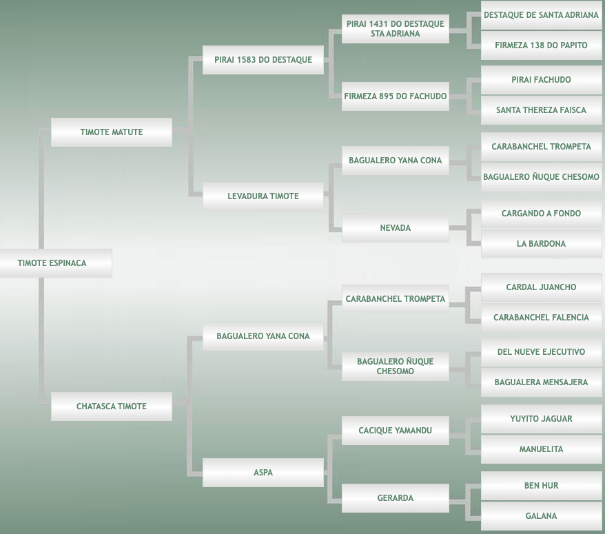 Lote Timote Espinaca