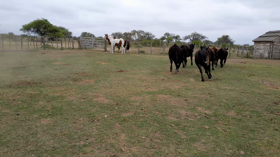 Lote 9 Vaquillonas Brangus en Helvecia, Santa Fe