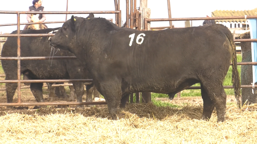 Lote TOROS ANGUS NEGROS  PC