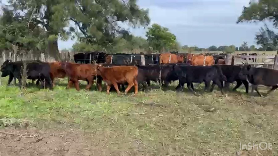 Lote 65 Terneros/as