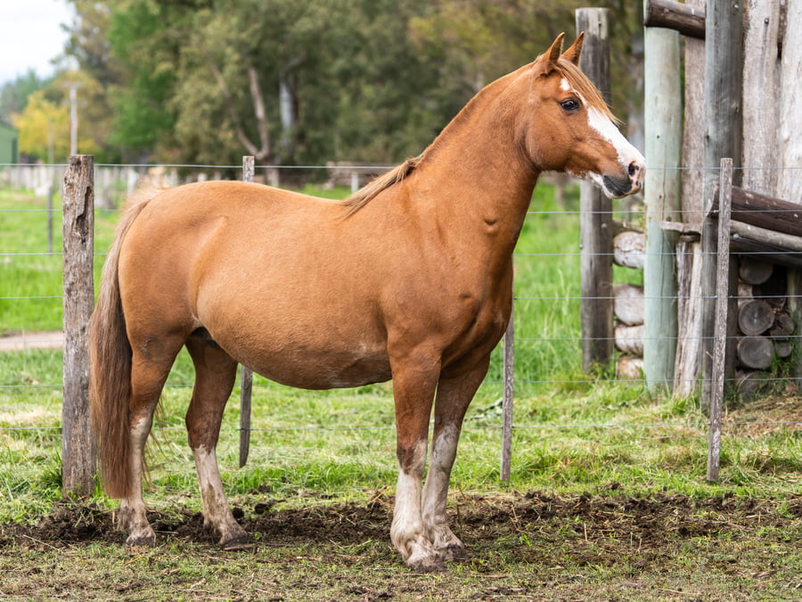 Lote Patacon Polonia