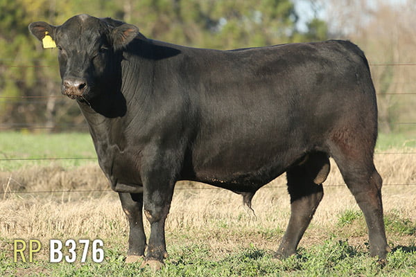 Lote 3 TOROS PUROS DE PEDIGREE