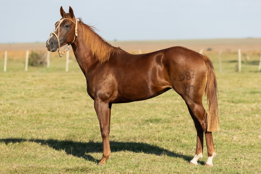 Lote AGUAY CORTADERA