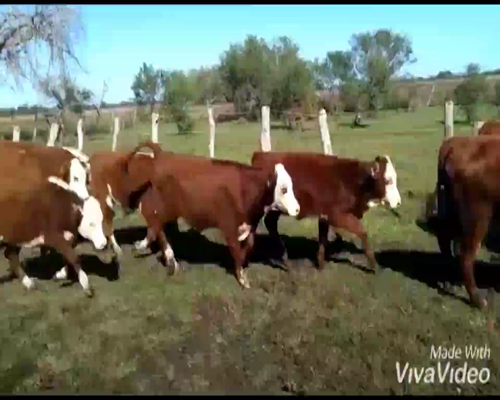 Lote 110 Terneros/as en Federal, Entre Ríos